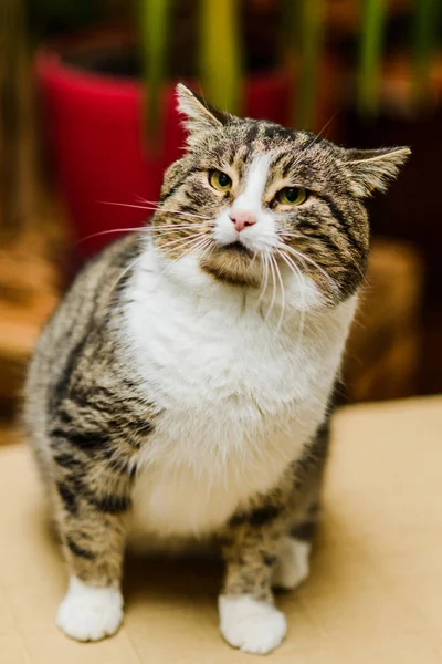 Ontevreden kat zijn oren, vouwen terug zijwaarts gedraaid — Stockfoto