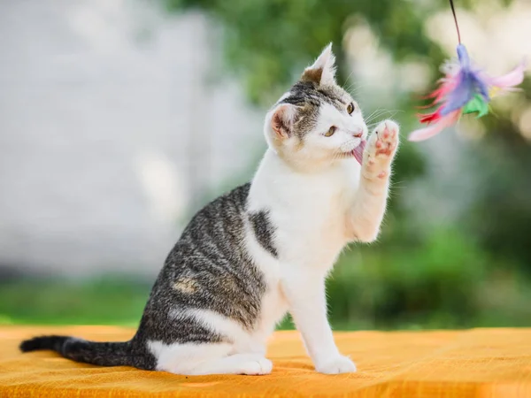 Bulaşık, pençe dil ile temizlik zarif kedi — Stok fotoğraf