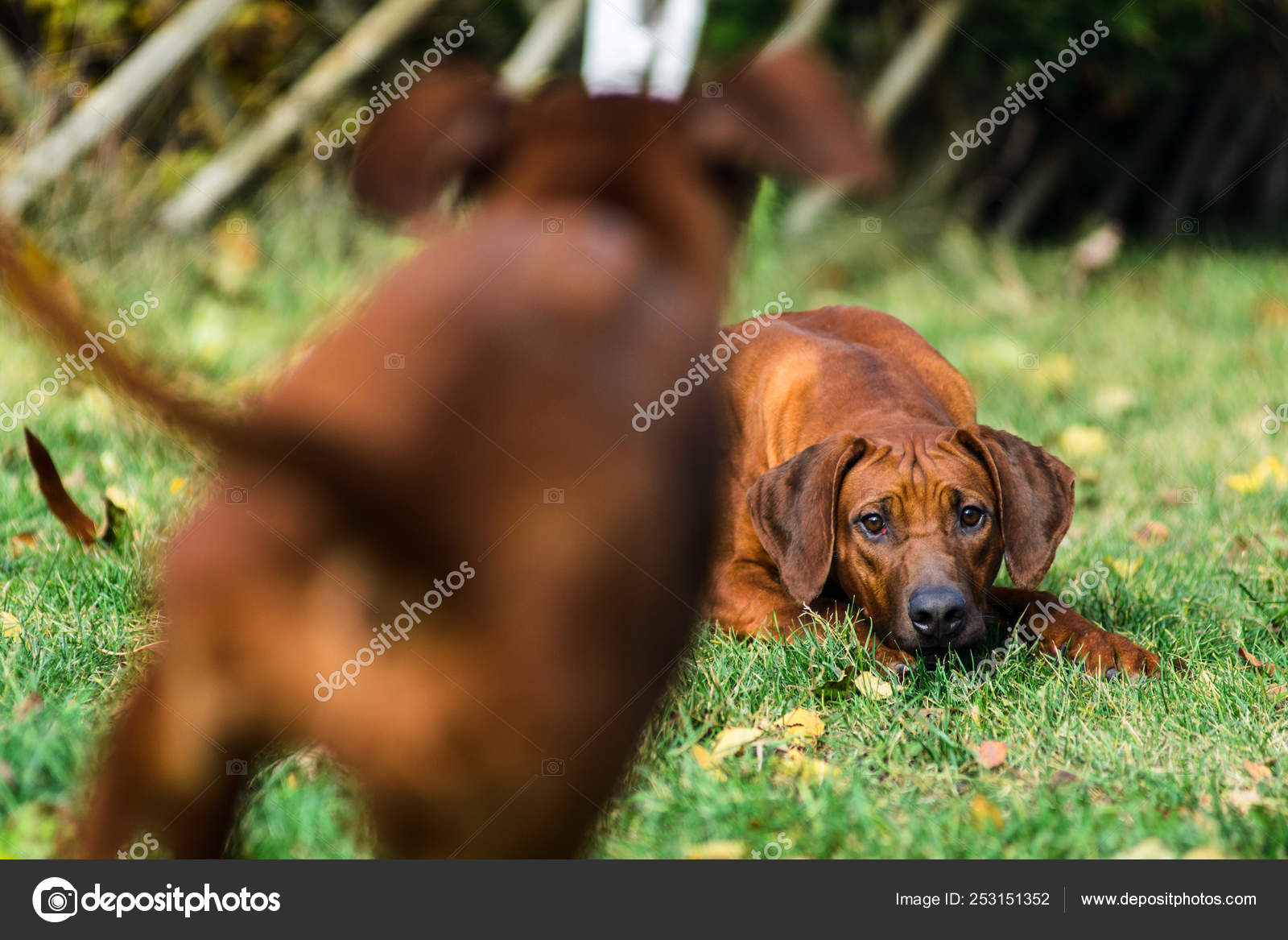 funny rhodesian ridgeback