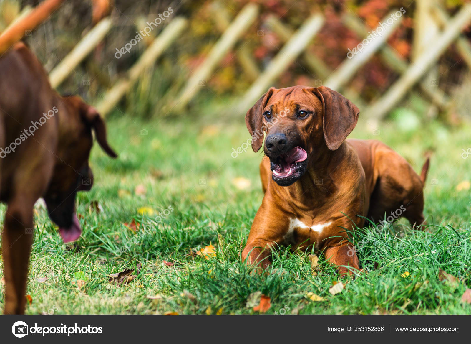 Two funny friendly Rhodesian Ridgeback dogs playing, running