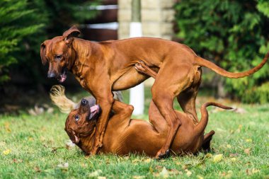 İki komik dostu Rodezya Ridgeback köpekler oynarken, çalıştırma, takip