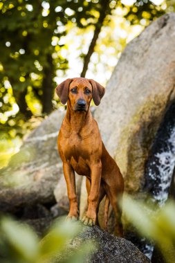 Güzel manzara Rock'ta üzerinde özenli Rodezya Ridgeback erkek köpek duran