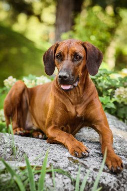Güzel manzara Rock'ta yatan özenli Rodezya Ridgeback köpek