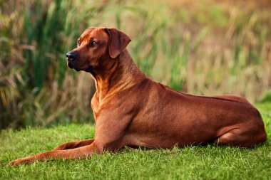 Çok güzel Rodezya Ridgeback doğa sahnede yalan