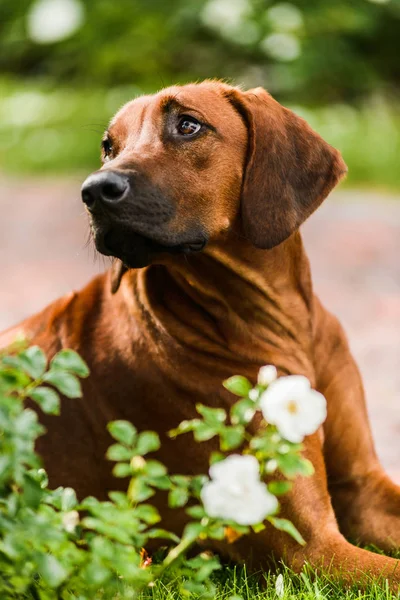 Adorable retrato de perro Rhodesian Ridgeback en flores —  Fotos de Stock