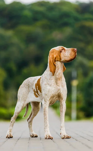 Güzel Bracco Italiano işaretçi dişi köpek ayakta Park