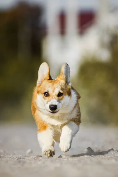 Αστείο πρόσωπο ουαλλέζικο Corgi Pembroke σκύλος τρέχει με τη γλώσσα έξω — Φωτογραφία Αρχείου