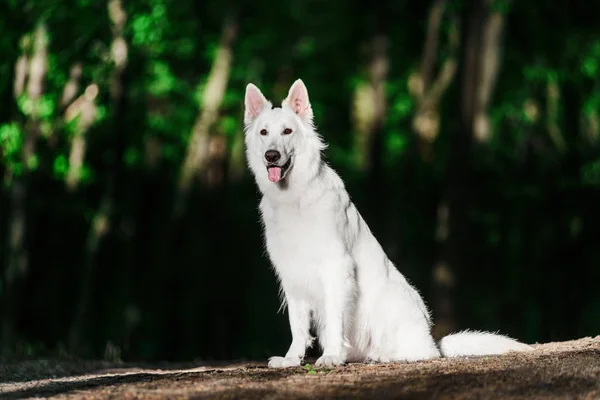 Hermosa Berger Blanc Suisse sentado en la hierba en el bosque verde oscuro —  Fotos de Stock