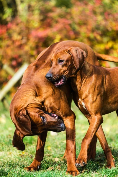 Twee grappige vriendelijke Rhodesian Ridgeback honden spelen, uitvoeren, jagen — Stockfoto