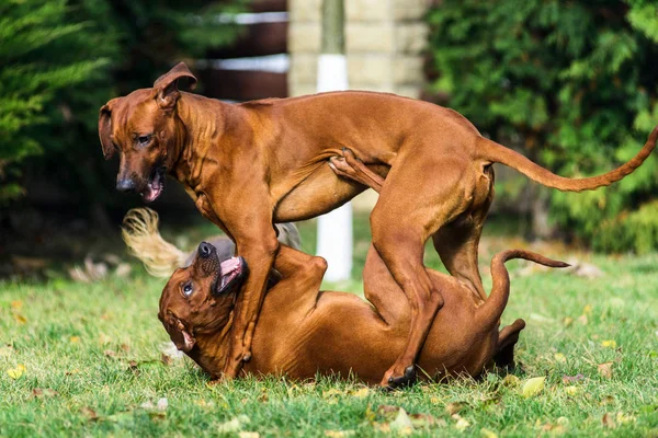 Twee grappige vriendelijke Rhodesian Ridgeback honden spelen, uitvoeren, jagen — Stockfoto