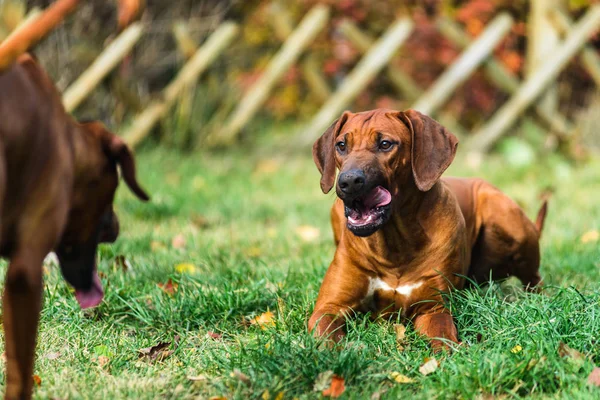 Dos divertidos perros Rhodesian Ridgeback amistosos jugando, corriendo, persiguiendo —  Fotos de Stock