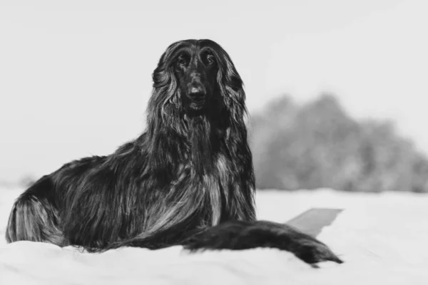 Black and white portrait of gorgeous Afghan Hound lying on sand in desert — Stock Photo, Image