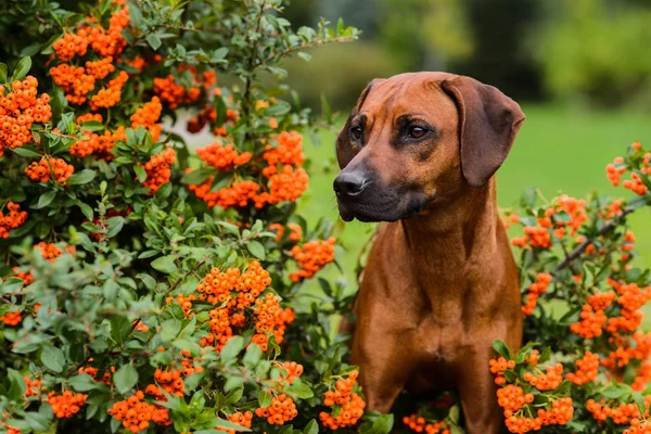 Adorable perro Rhodesian Ridgeback primer plano retrato en la escena de la naturaleza —  Fotos de Stock