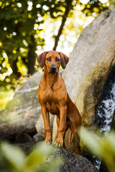 Pozorný rhodéského ridgebacka mužský pes stojící na skále v krásné krajině — Stock fotografie