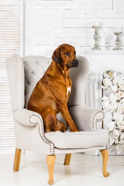 Rhodesian Ridgeback hond zittend in de stoel voor bloem open haard — Stockfoto