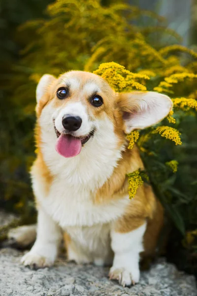 Grappig gezicht Welsh Corgi Pembroke puppy zit in gele bloemen — Stockfoto