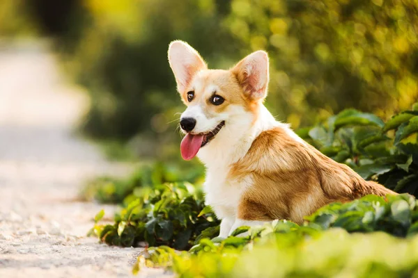 草の中に座っている変な顔ウェルシュ ・ コーギー ・ ペンブローク子犬 — ストック写真