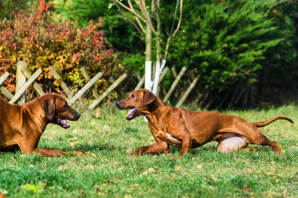 Two funny friendly Rhodesian Ridgeback dogs playing, running, chasing — Stock Photo, Image