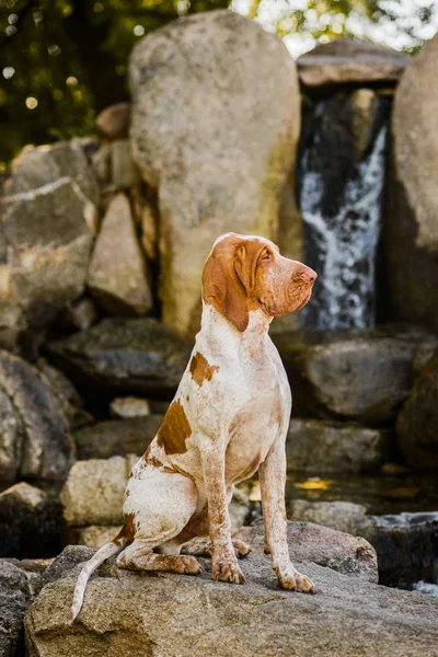 Beautiful Bracco Italiano pointer male dog sitting on rock near watefall at beautiful landscape — Stock Photo, Image