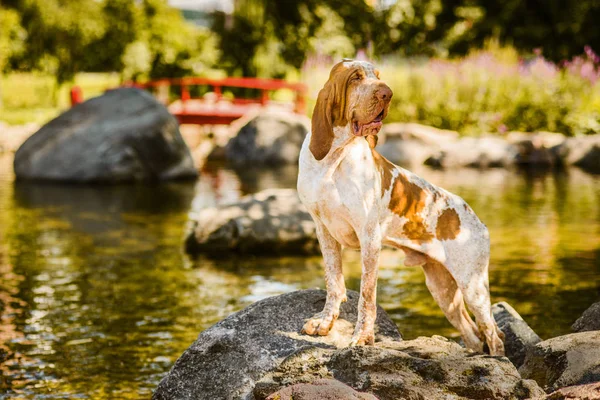 Güzel Bracco Italiano işaretçi erkek köpek duran güzel manzaraya suya yakın kaya