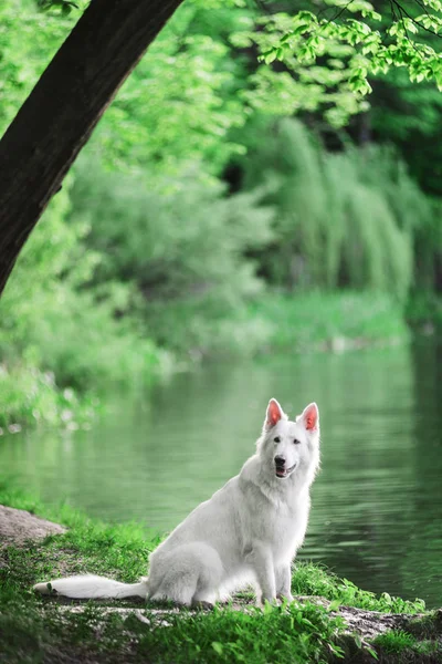 Berger Blanc Suisse sitting at forest near lake — Stock Photo, Image