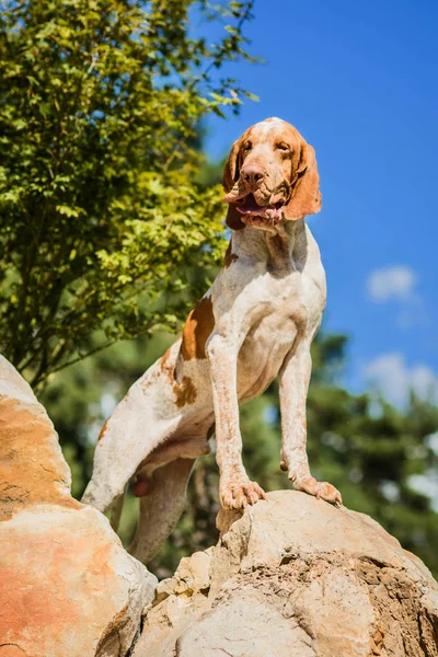 Mooie Bracco Italiano aanwijzer mannelijke hond staande op rock op prachtige landschap — Stockfoto