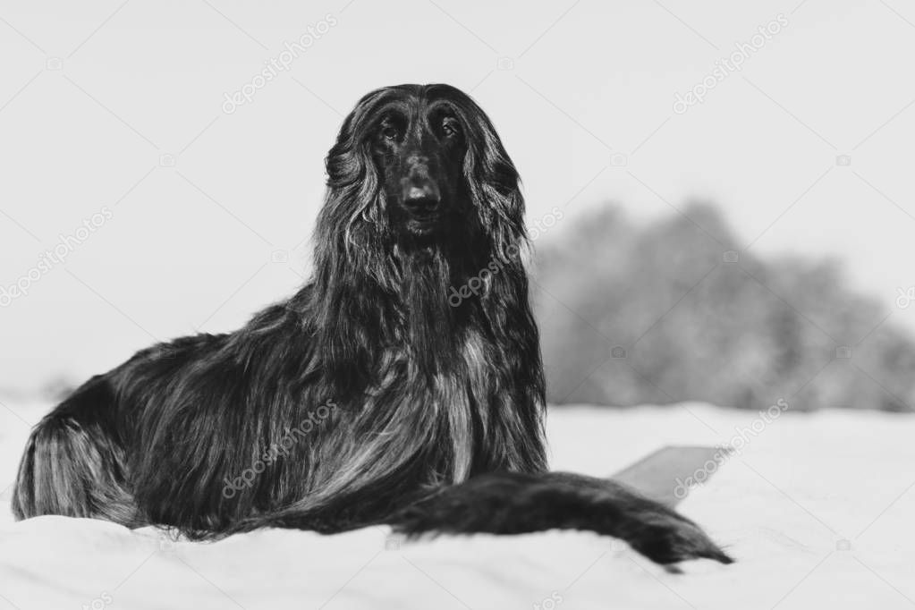 Black and white portrait of gorgeous Afghan Hound lying on sand in desert