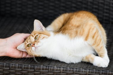 Sahibi bankta yatan kırmızı kedi sarılma