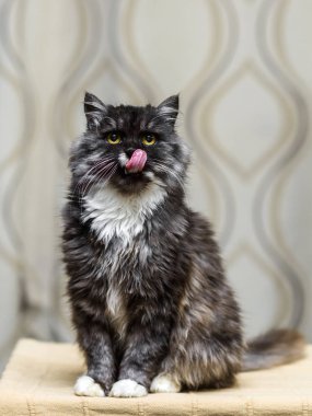 sevimli gri kedi iştahla ağzını yalama