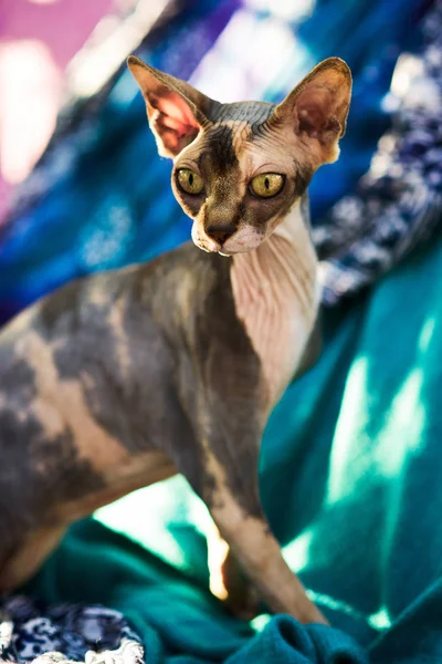 カラフルな織物の上に座ってかわいい好奇心無毛のスフィンクス猫 — ストック写真