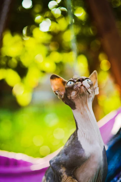 Närbild av hårlösa sphynx katt sitter på färgglad textil — Stockfoto