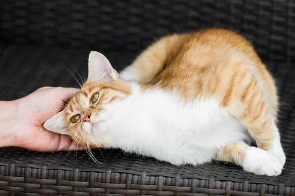 Sahibi bankta yatan kırmızı kedi sarılma