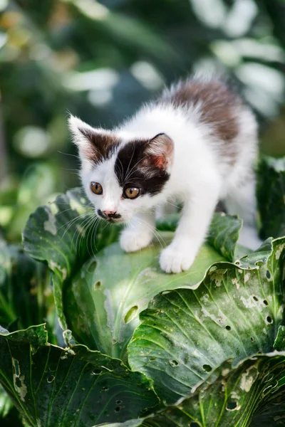 Lahana üzerinde oturan sevimli komik meraklı yavru kedi — Stok fotoğraf