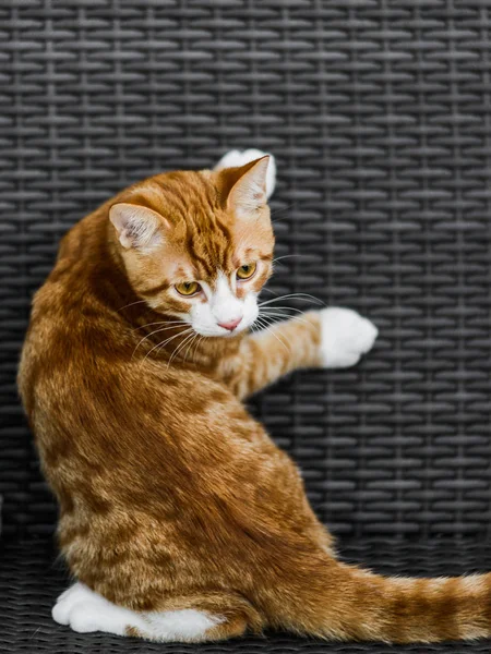 可爱的年轻红猫躺在长凳上 — 图库照片