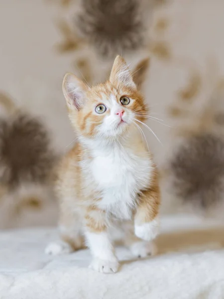 Çok güzel oynak kırmızı turuncu tüylü yavru kedi evde — Stok fotoğraf