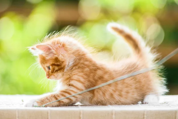 Çok güzel oynak kırmızı turuncu tüylü yavru kedi güneşli — Stok fotoğraf