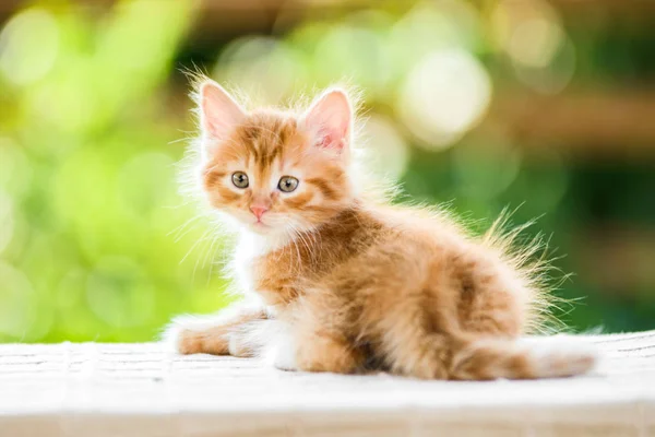 Adorável brincalhão vermelho laranja fofo gatinho no dia ensolarado — Fotografia de Stock