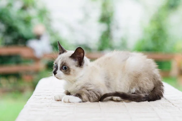 驚いた目でかわいい失望子猫猫 — ストック写真