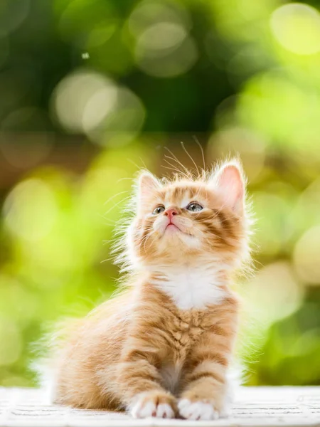 晴れた日に愛らしい遊び心のある赤オレンジふわふわ子猫 — ストック写真