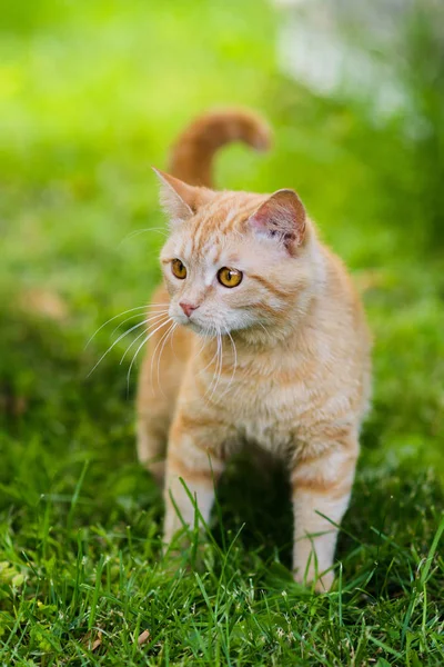 Lindo gato rojo caza en hierba persiguiendo pájaro — Foto de Stock