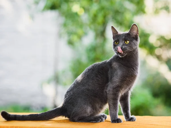 舌で鼻を舐めるロシアの青い猫の肖像画 — ストック写真