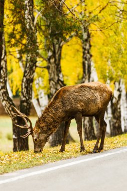 Kırmızı geyik yol kenarında besleme 