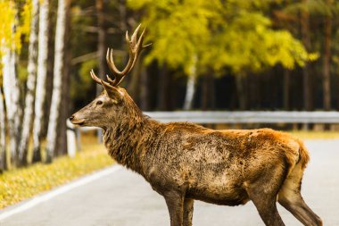 Kızıl geyik geyik geçiş boş yol sonbahar peyzaj