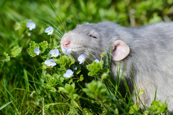 Rat fantaisie dans l'herbe verte, symbole Nouvel An 2020 chinois — Photo