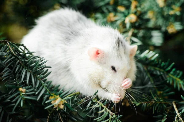 Fancy råtta på Christmas FIR Tree, kinesiska nyåret 2020 — Stockfoto