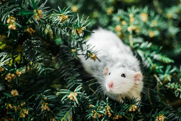 Fancy råtta på Christmas FIR Tree, kinesiska nyåret 2020 — Stockfoto