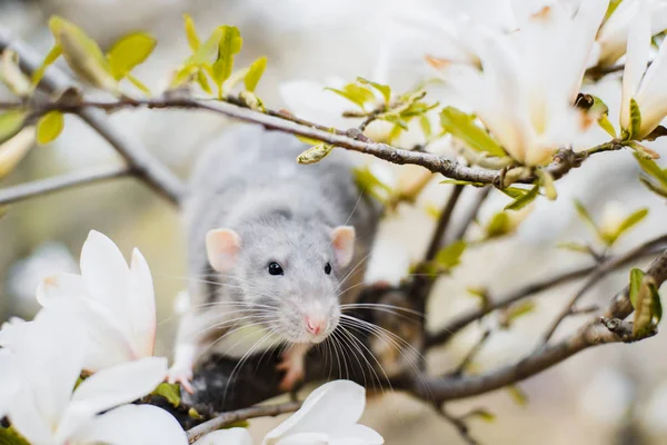Rat fantaisie en fleur de magnolia, symbole Nouvel An 2020 chinois — Photo