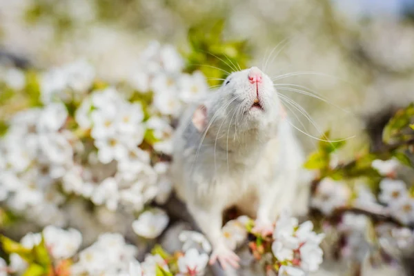 Fancy råtta i vårkörsbärsblom, kinesiska nyåret 2020 — Stockfoto
