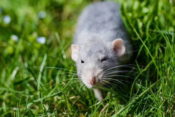 Fancy råtta i grönt gräs, kinesiskt nyår 2020 symbol — Stockfoto