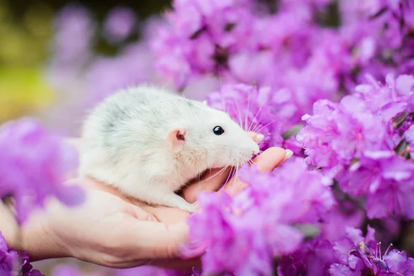 Rat fantaisie en fleur d'azalée violette, Nouvel an chinois 2020 — Photo